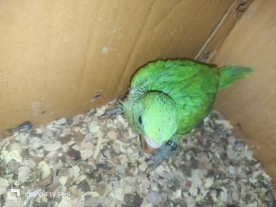 Ringneck Chik Home Breed