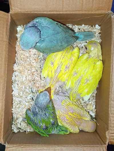 Parrot Chicks for Hand Tame