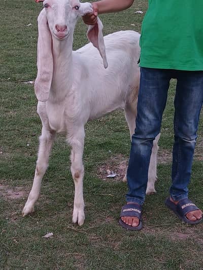 ghulabi rajan puri  goat