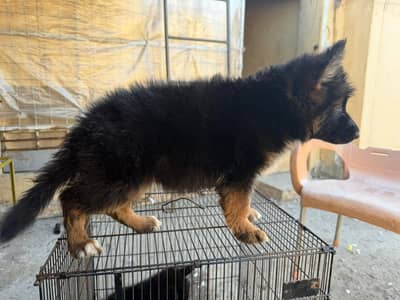 Top Qaulity Long Hair female Pup German shepherd