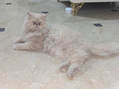 pure Persian male punch face