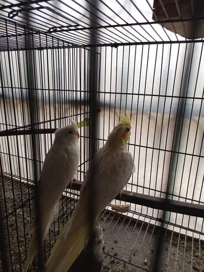 half orange finches two females and 2  cocktails pathe