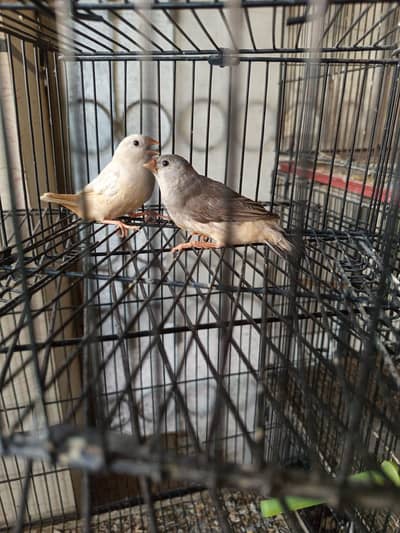 half orange finches two females and 2  cocktails pathe