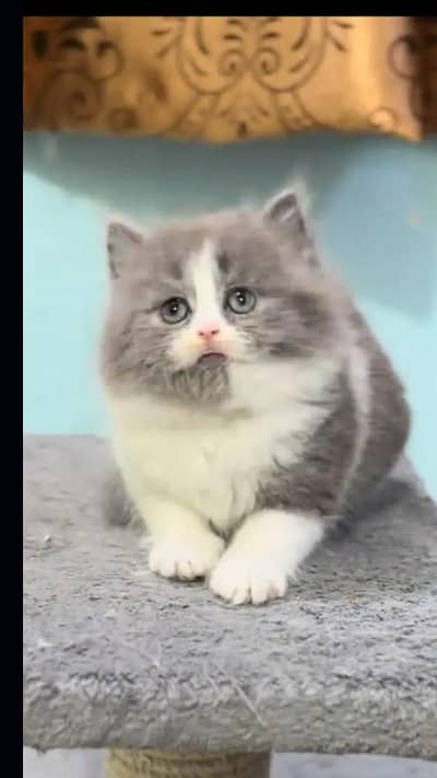 Persian Kittem Available