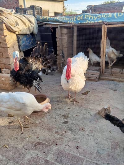 turkey birds for sale