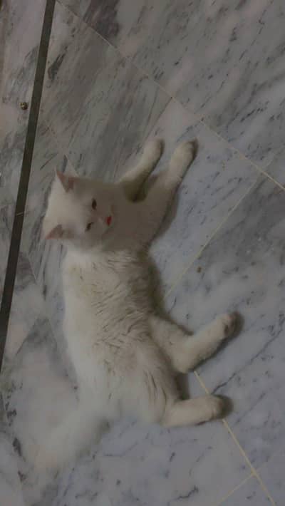 White Persian Cat for Sale – Healthy & Friendly