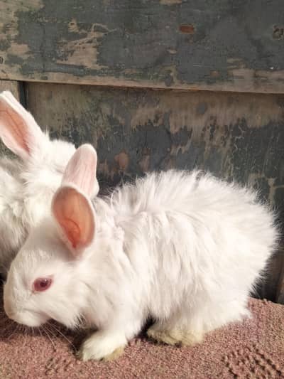 angura bunny for sale per piece 1600