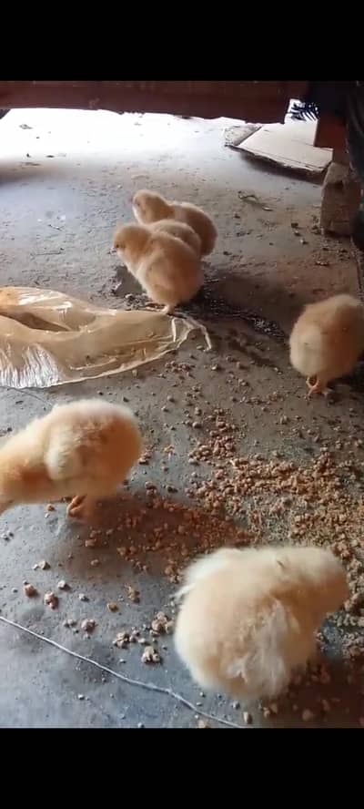 pure golden havey buff chiks