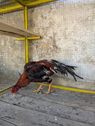 high quality aseel taxila