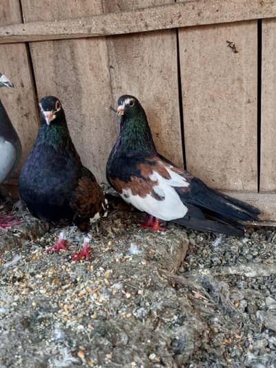 kaaly khal or pishori