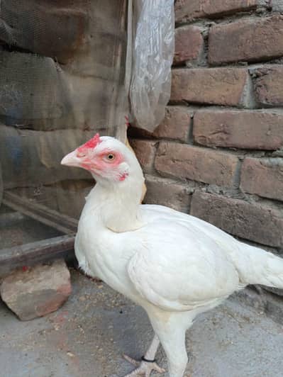 aseel heera for sale