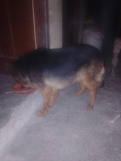 long cout black and ten