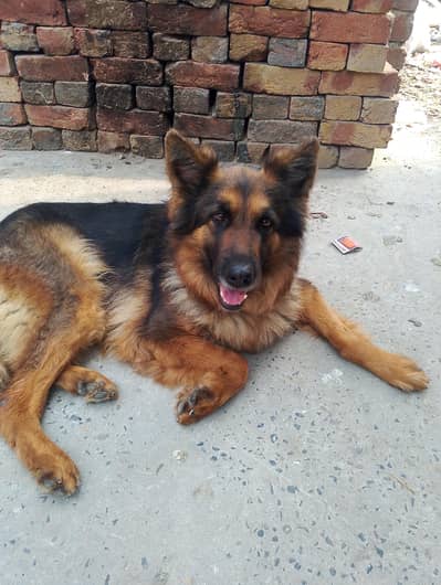 long cout black and ten