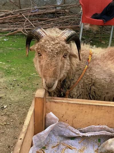 Manda Ram  sheep