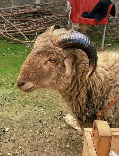 Manda Ram  sheep