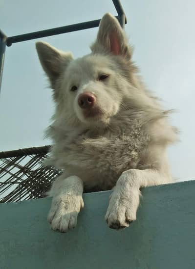 Russian 1 Male 3 Female puppies for sale 1 puppy 20000 thousand