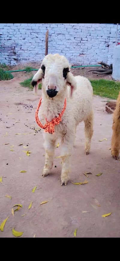 Mundra| Kajla|Chatra |Bakra |