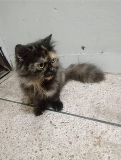 Persian Cat Pair for Urgent Sale