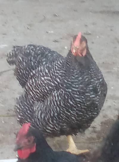 Plymouth rock hens