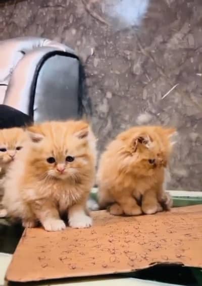 persian kittens