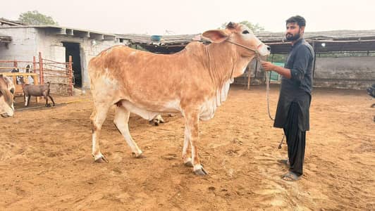 BACHRI FOR SALE 2026