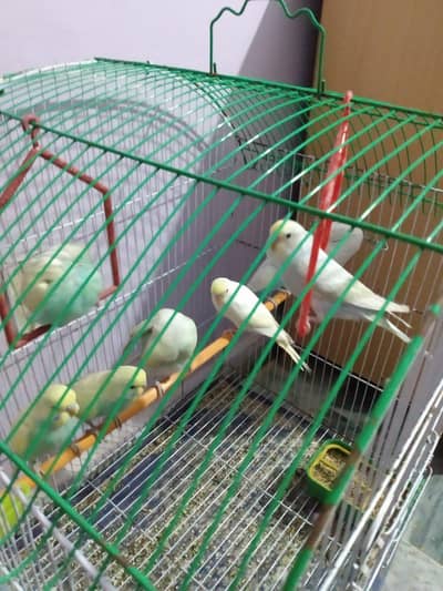 rainbow buddies for sale