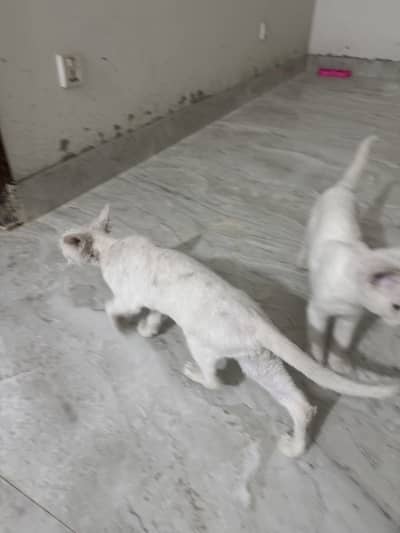 2 cats for adoption need good family