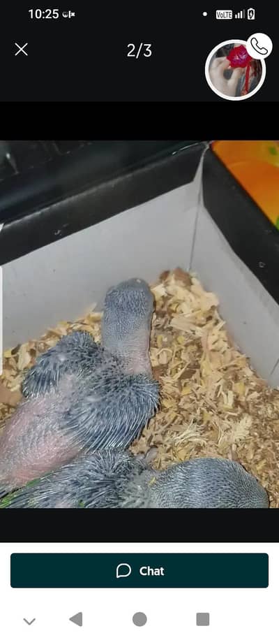 RAw baby age 30 day Green ring nick baby age 35 days