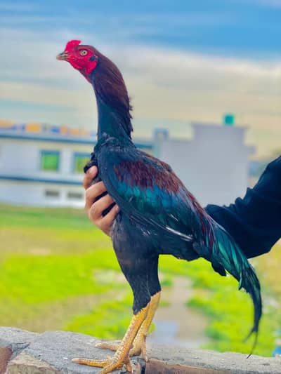 aseel patha full active