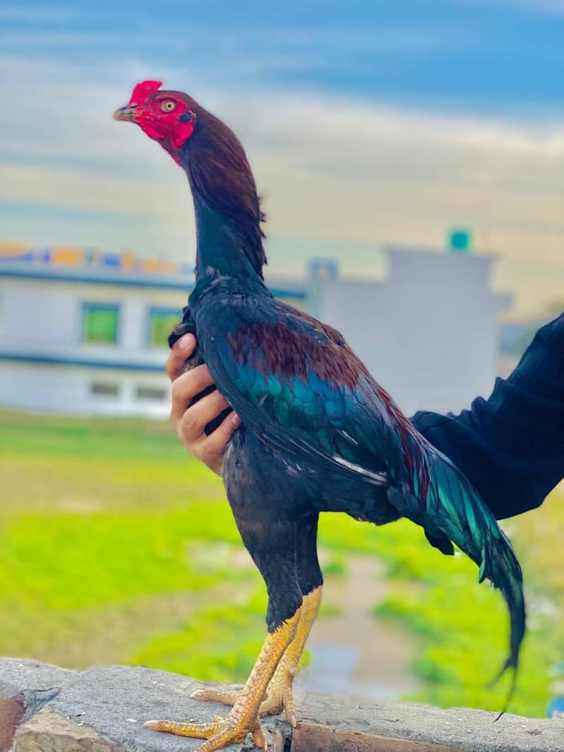 aseel patha full active 0