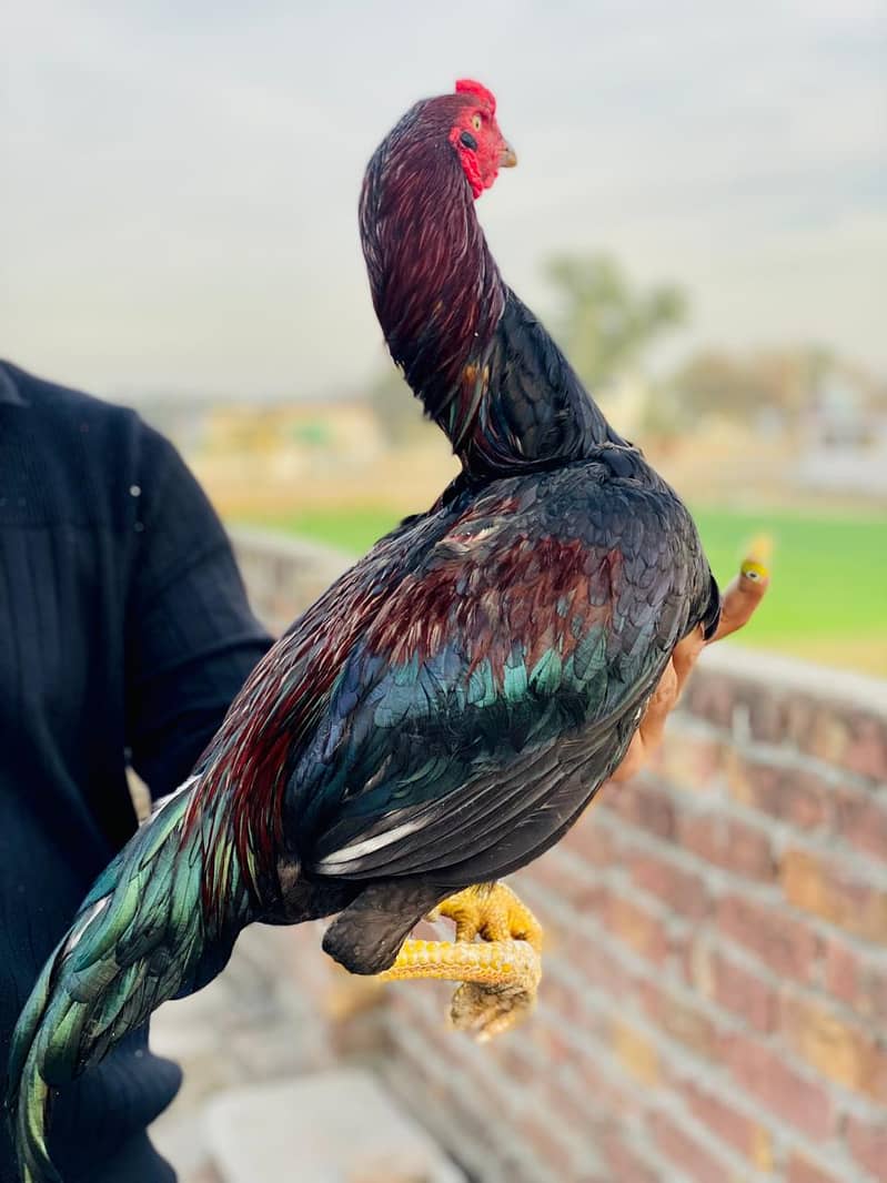 aseel patha full active 1