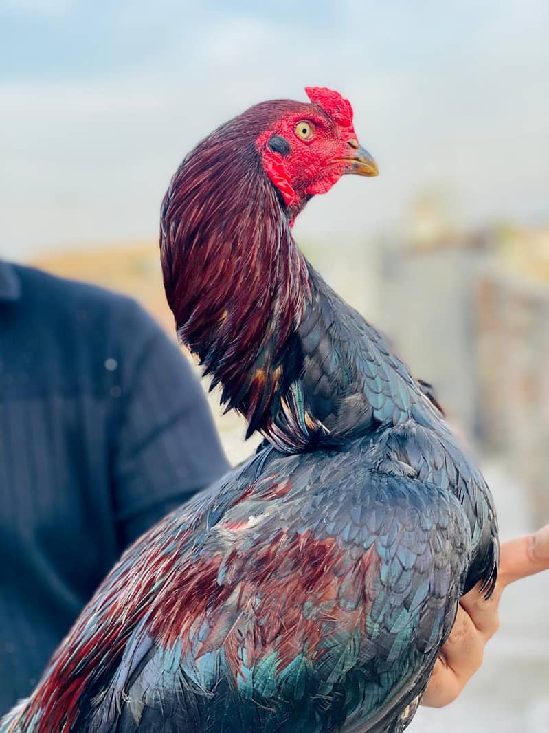 aseel patha full active 2