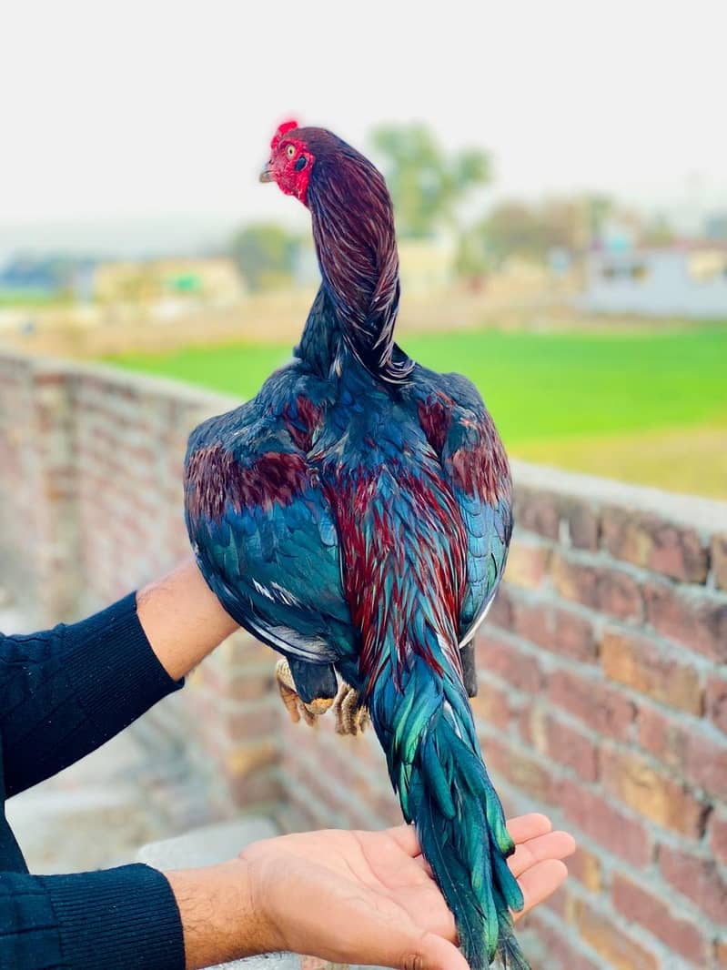 aseel patha full active 3