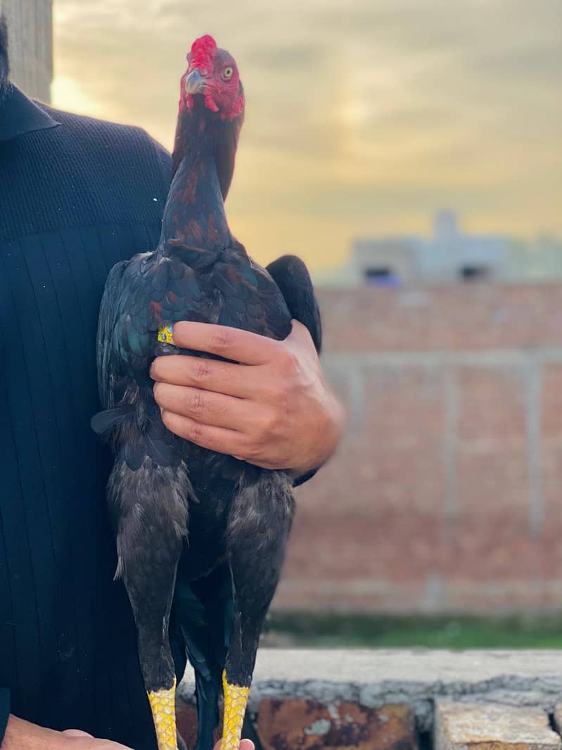 aseel patha full active 6