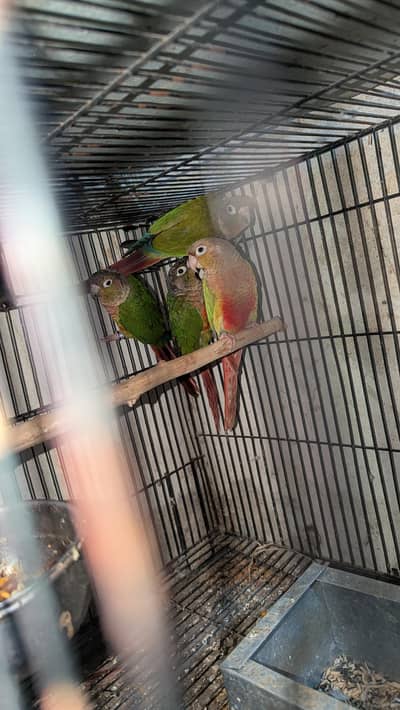 Cnour green chick yellow side  , pineapple cnour