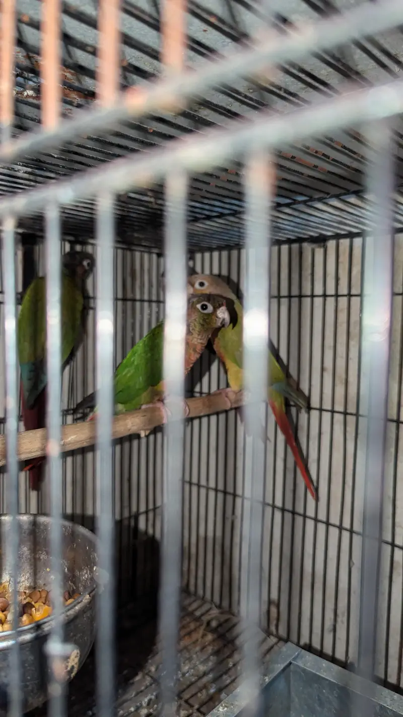 Cnour green chick yellow side  , pineapple cnour — photo 2