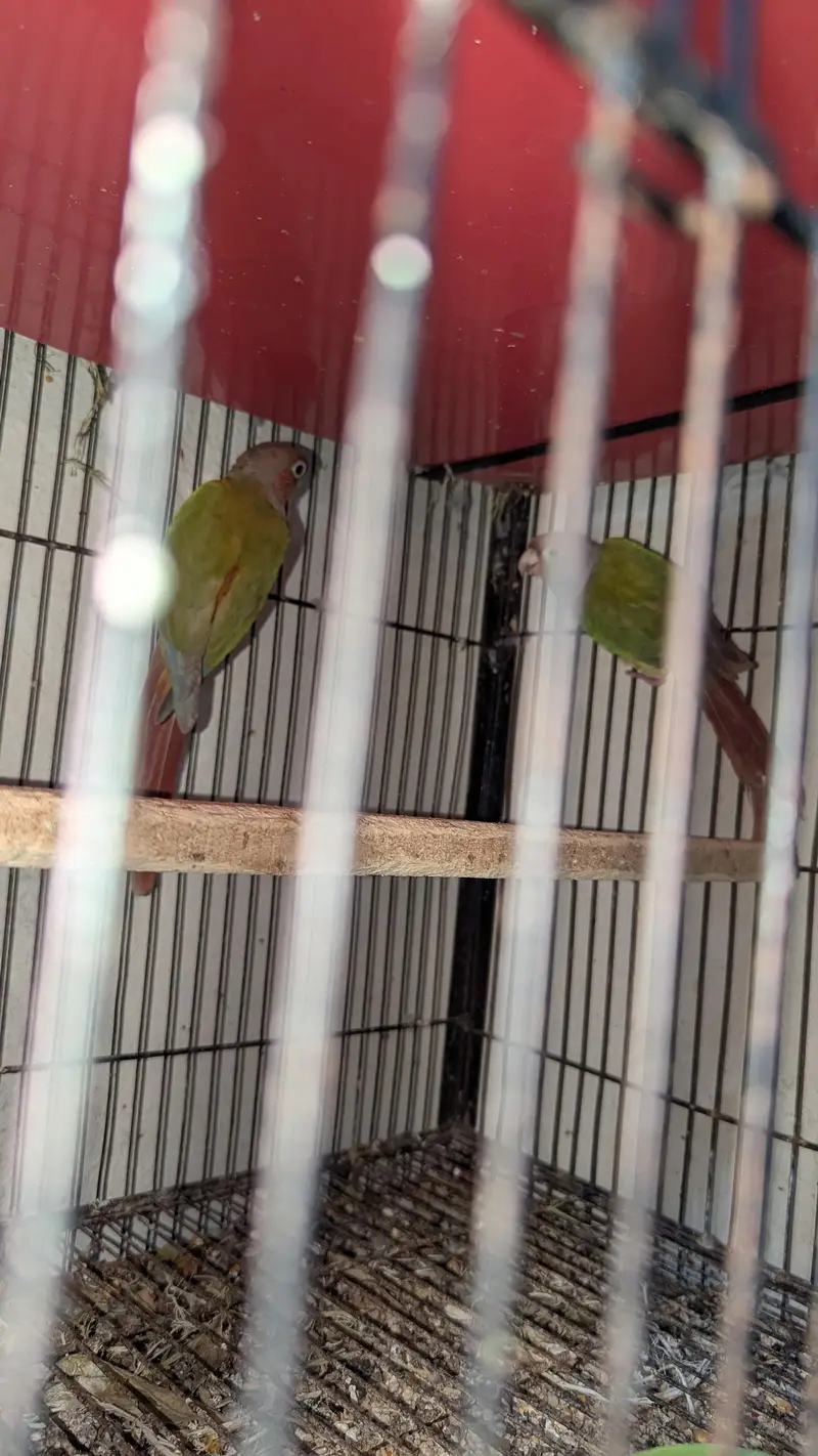 Cnour green chick yellow side  , pineapple cnour — photo 6
