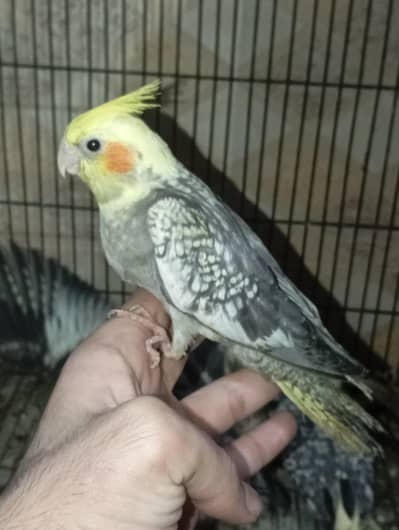 cocktail chicks lovebird chicks pineapple conure flying tame hand tame