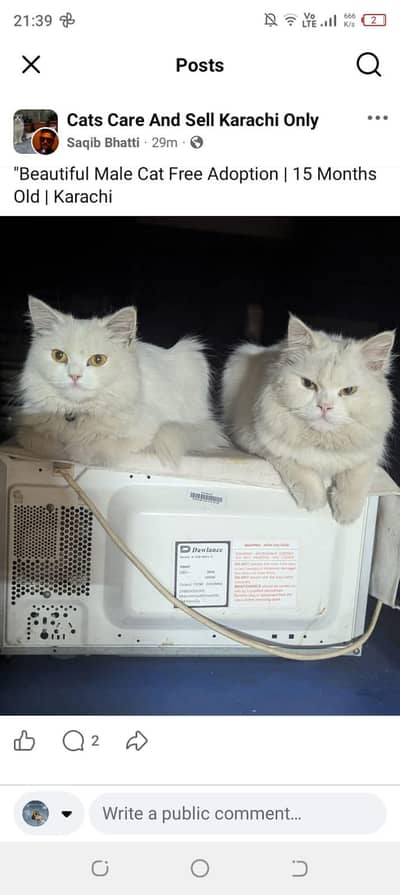 Persian white triple coated