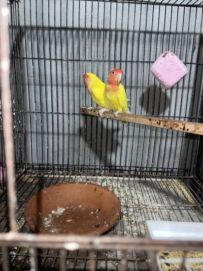 Love birds & cocktail pair’s setup