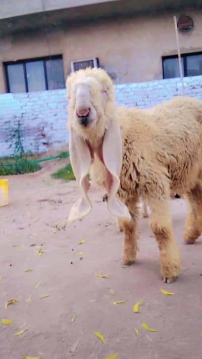 sheep Kajla | 0300-0091606