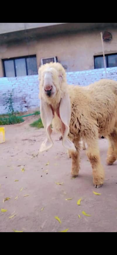 Sheep | Kajla | Chatra | Bakra