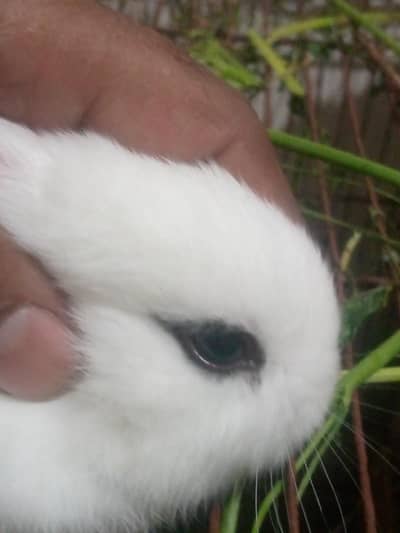 hohot dawarf buniez paier