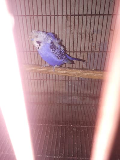 hogoromo me with red eyes female