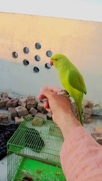 03369510495 Green ringneck parrot handtame