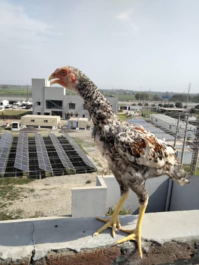 German Coco Shamo for sale