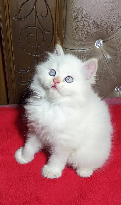 high quality bhalo kitten Mashallah