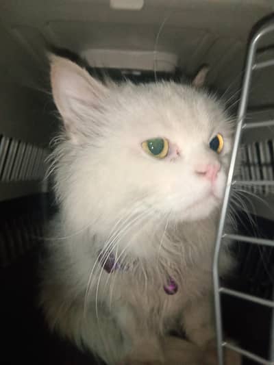 Persian male for sale