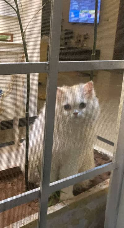 Persian stud male top class quality