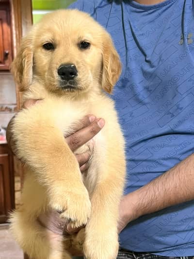 Golden retriever make pups up for sale